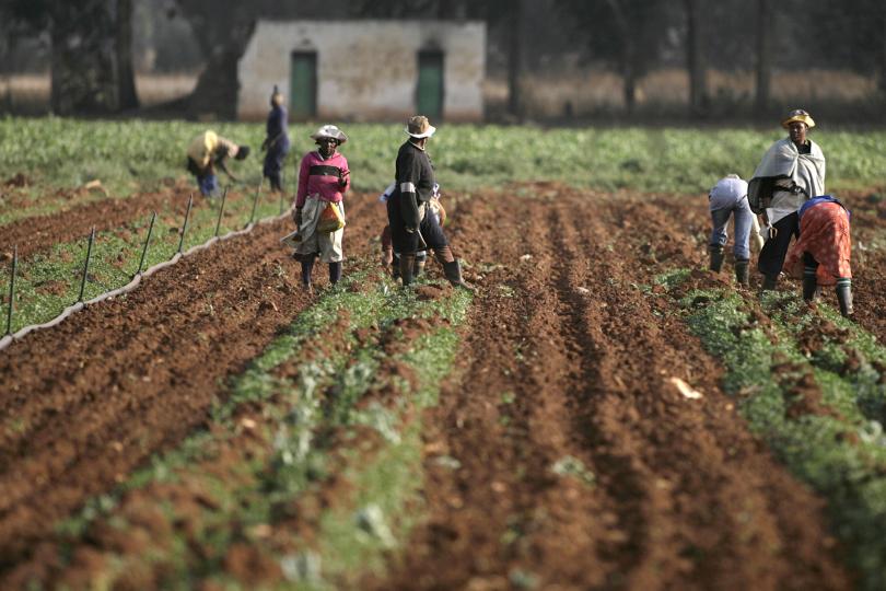 South African farm workers (Photo credit: Reuters/Siphiwe Sibeko) South African farm workers (Photo credit: Reuters/Siphiwe Sibeko)